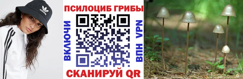 ссылка на мегу сайт  darknet формула  Псилоцибиновые грибы мицелий  Стародуб 